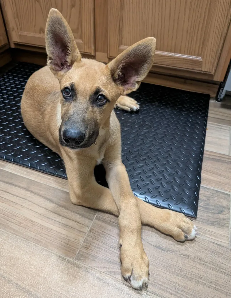 A baby large-sized male Yellow / Tan / Blond / Fawn German Shepherd Dog dog named Davis for adoption in Silvana, WA
