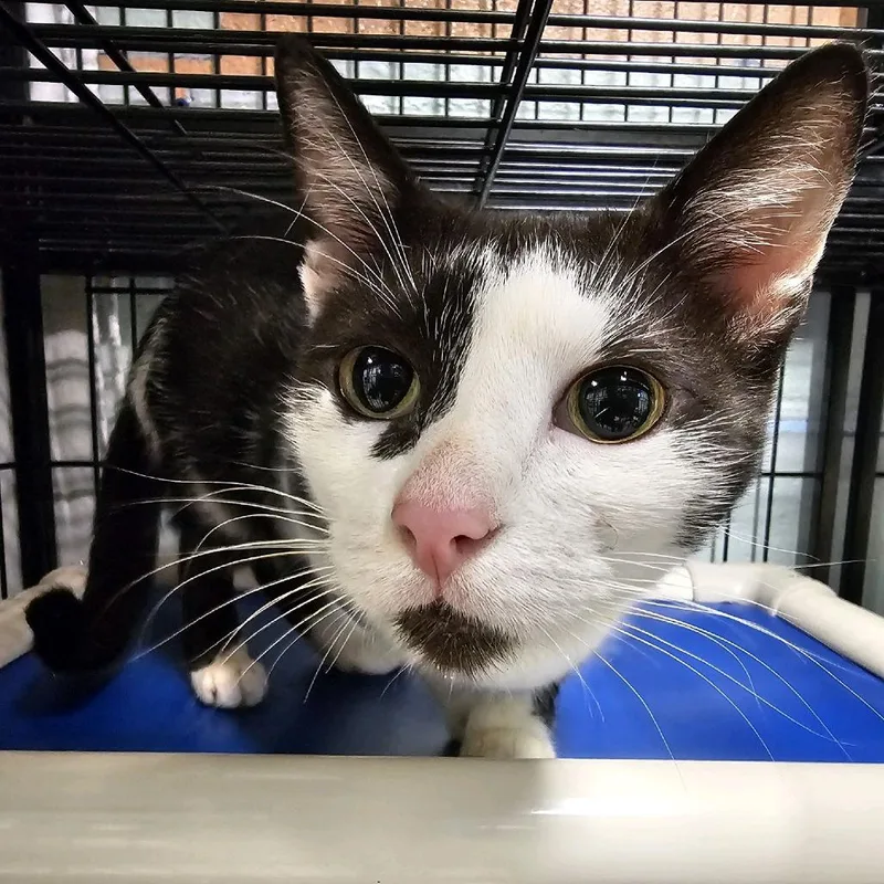 An adult medium-sized female Black Domestic Short Hair cat named Frigg for adoption in Columbus, NC