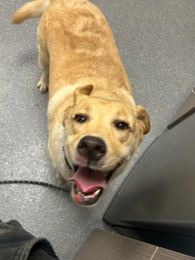 An adult large-sized female Labrador Retriever dog named Georgia for adoption in Greenfield, IN