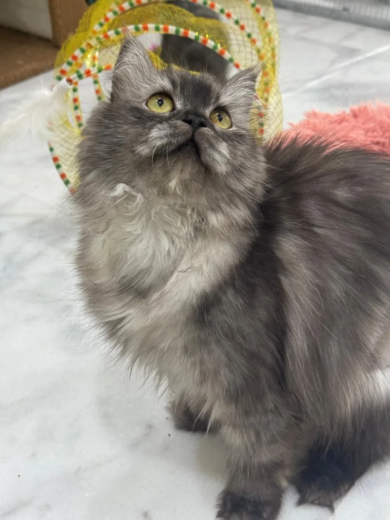 A young small-sized female Smoke Chinchilla cat named Cashmere is unreal  for adoption in Bedford Hills, NY