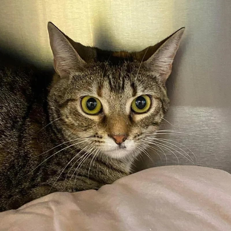 A young medium-sized female Torbie Domestic Short Hair cat named Nova for adoption in Huntsville, AR