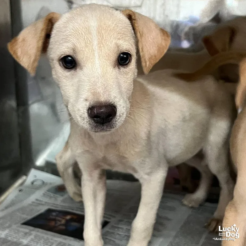 Mini Mabel thumbnail 2