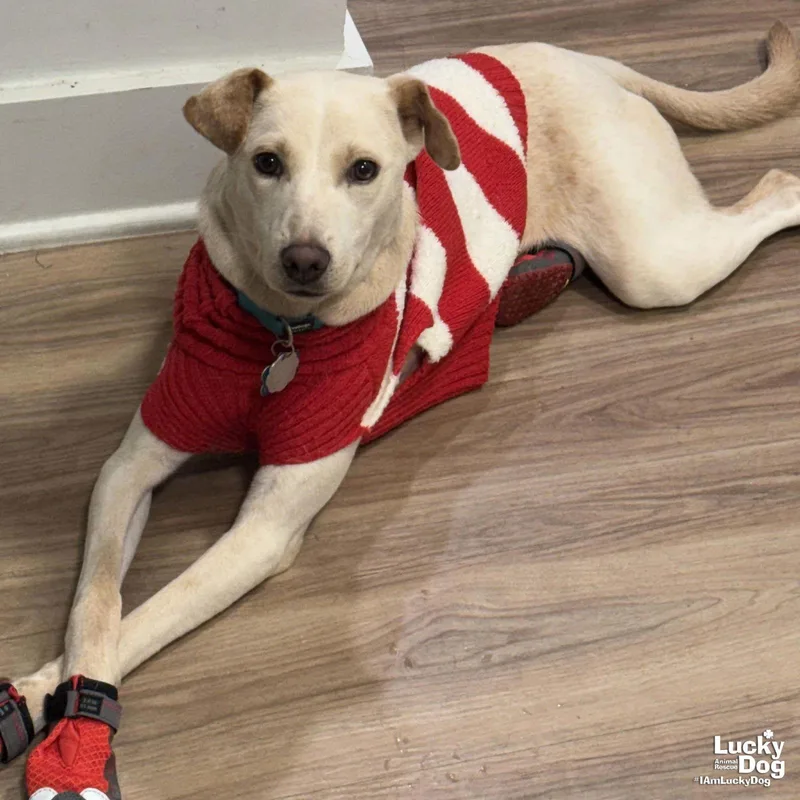 Mini Mabel thumbnail 3