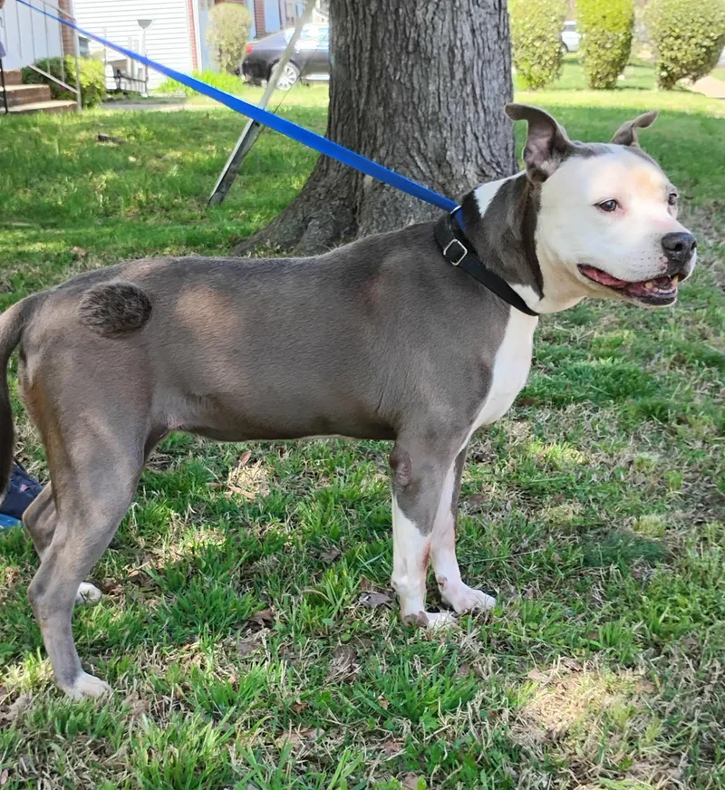A senior medium-sized female Pit Bull Terrier dog named Millie for adoption in Zuni, VA
