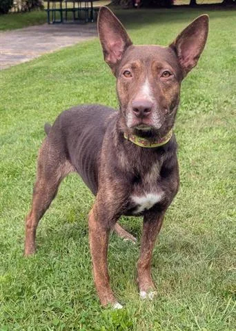 A young medium-sized female Australian Kelpie dog named Bindi for adoption in Akron, OH