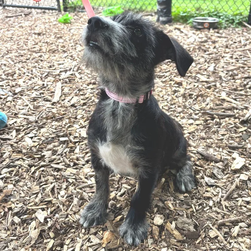 A baby small-sized male Black Terrier dog named Topper for adoption in Briarcliff Manor, NY