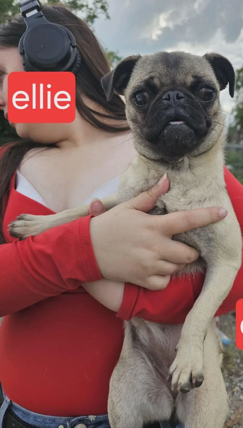 Ellie
