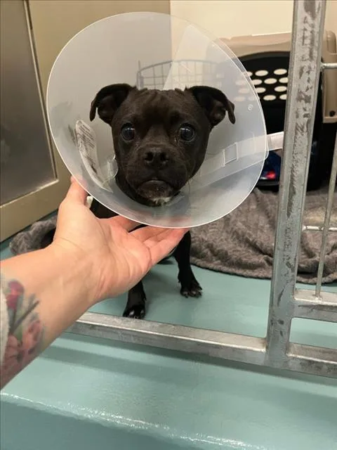 A young small-sized male Chihuahua dog named Kyrie for adoption in Hayward, CA