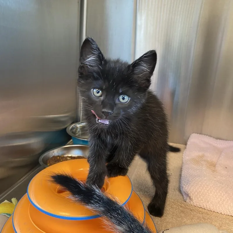 A baby small-sized male Black Domestic Short Hair cat named Bread for adoption in Washington Township, OH