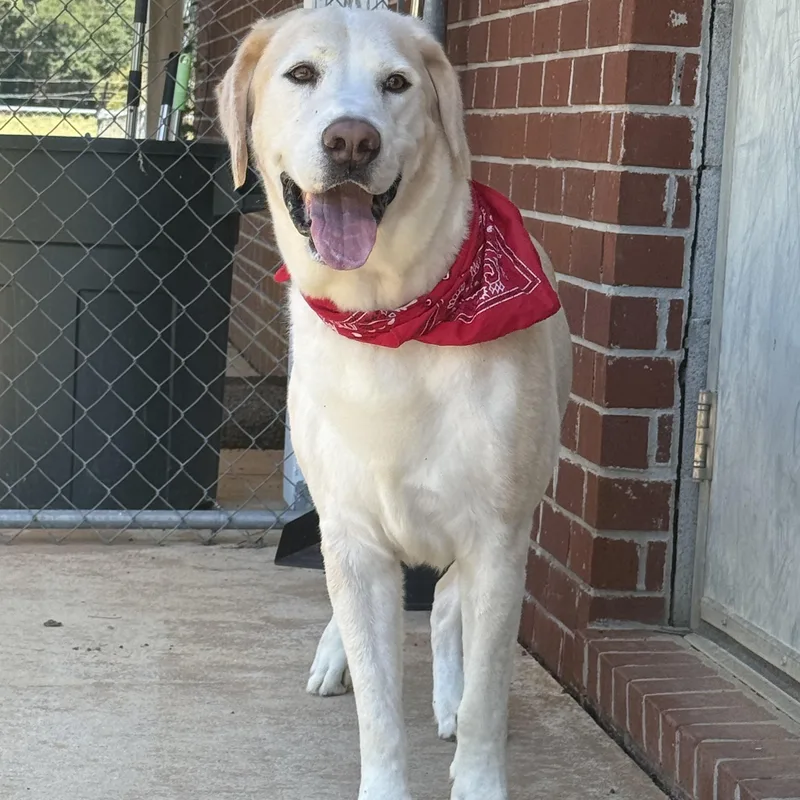 A senior large-sized male Labrador Retriever dog named Dude for adoption in New Canaan, CT