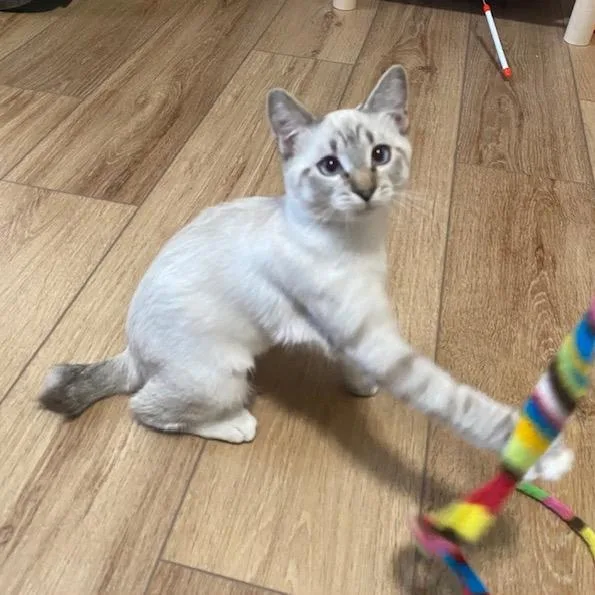 Biscuit
