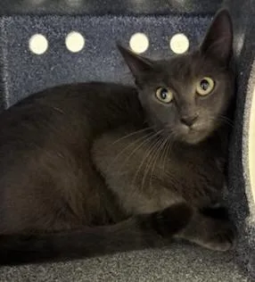 An adult medium-sized female Domestic Short Hair cat named Church for adoption in Gainesville, FL