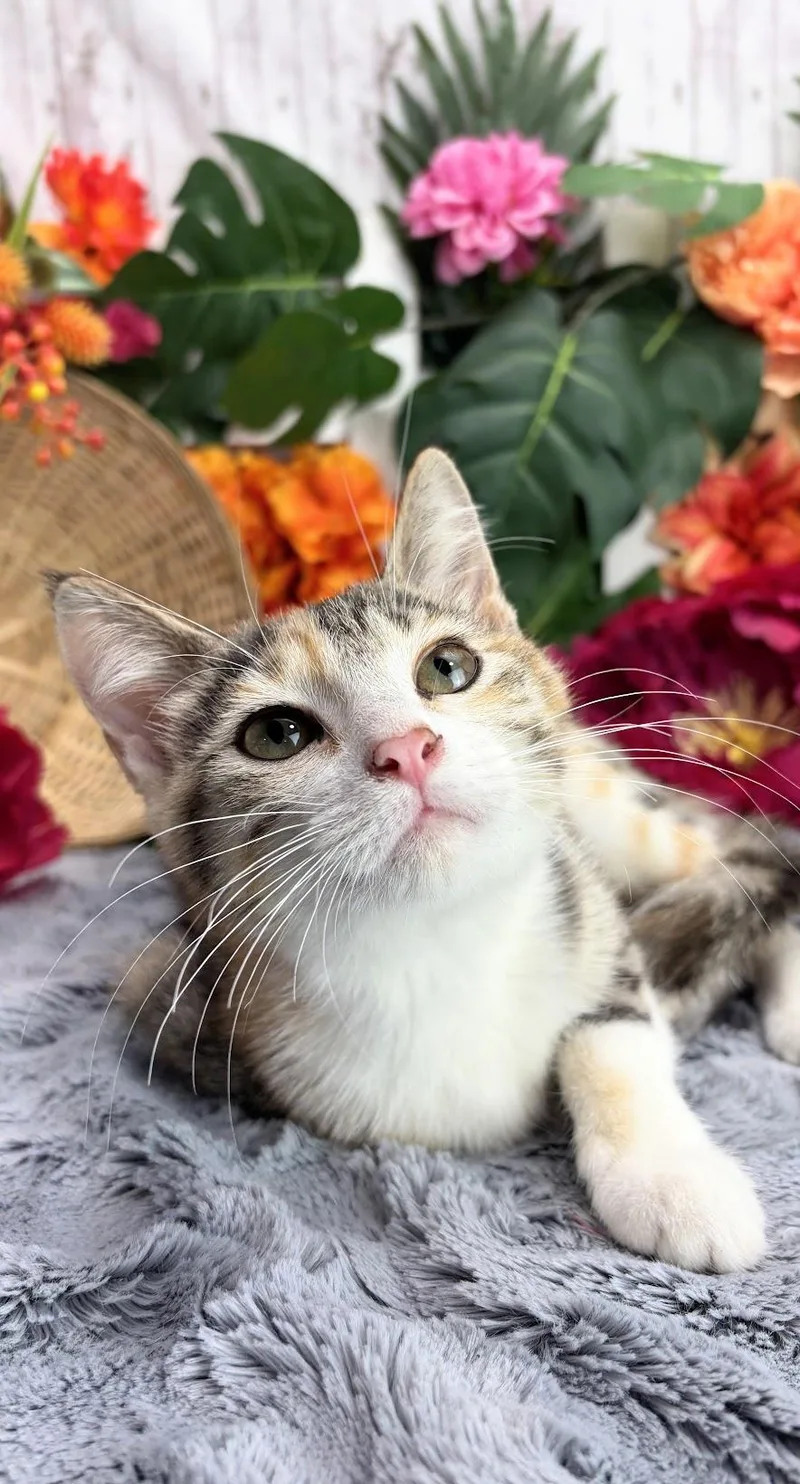 A baby small-sized female Tabby (Brown / Chocolate) Domestic Short Hair cat named Chicken Nugget AKA Nuggie for adoption in Ocean Springs, MS