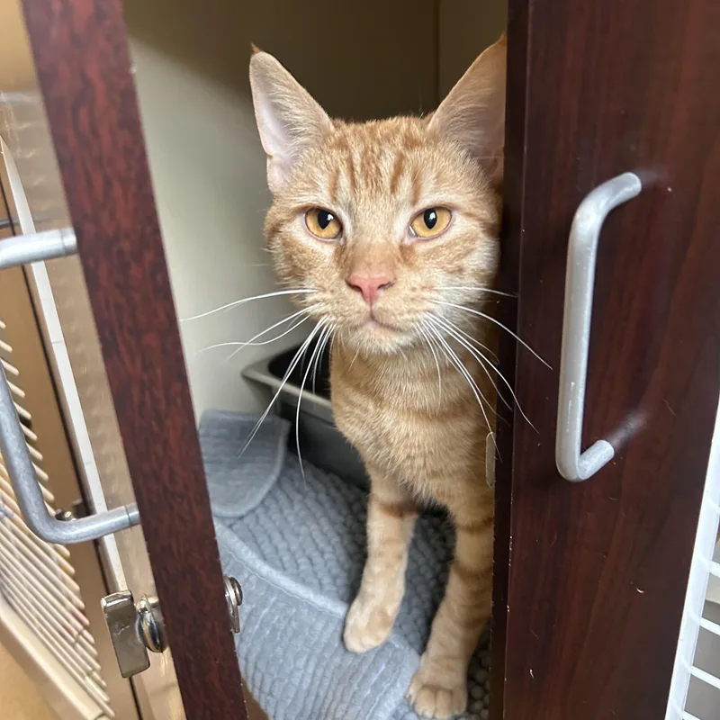 An adult medium-sized male Tabby (Orange / Red) Domestic Short Hair cat named Flame for adoption in Myerstown, PA