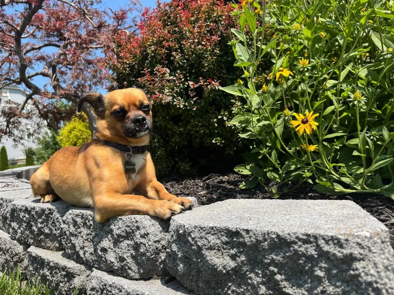 An adult small-sized male Pug dog named Landon aka Scrappy for adoption in Wilmington, DE