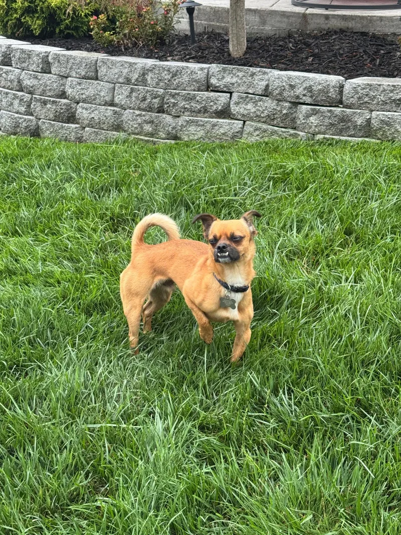 Landon aka Scrappy thumbnail 3