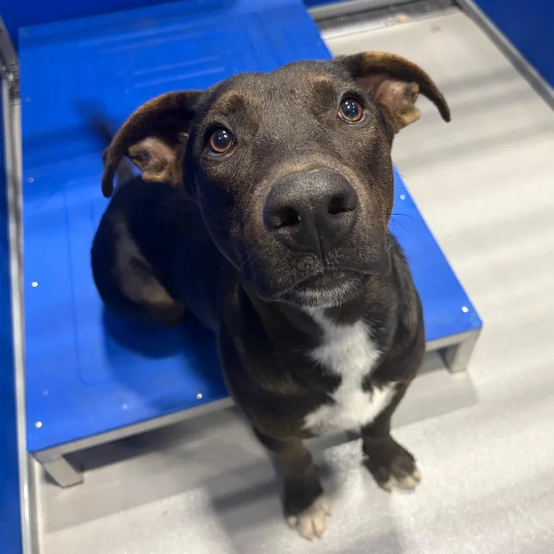A young medium-sized male Mixed Breed dog named Blackey KCAC for adoption in Kerrville, TX