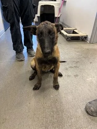 A baby large-sized female Belgian Shepherd / Malinois dog named Corra for adoption in Fresno, CA