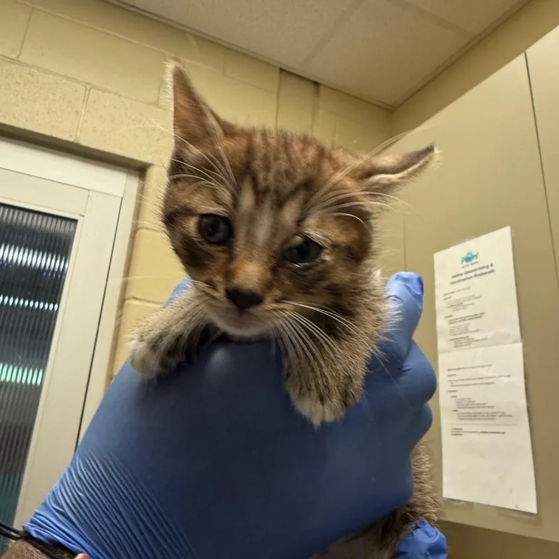 A baby small-sized female Brown / Chocolate Domestic Short Hair cat named Straythavenue for adoption in Columbus, GA