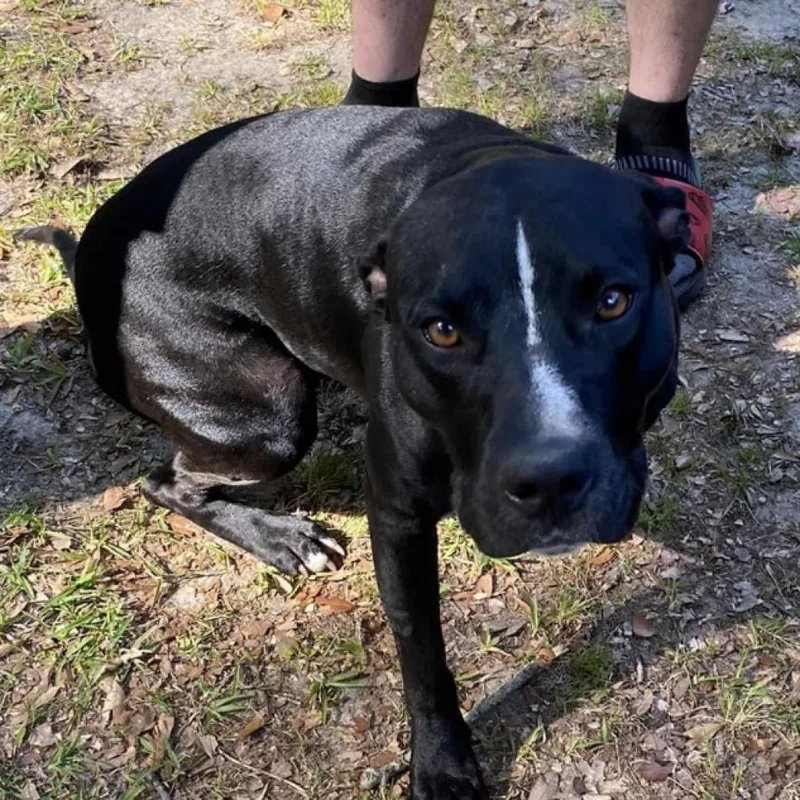 An adult medium-sized female Black Labrador Retriever dog named Beverly for adoption in Irvington, AL