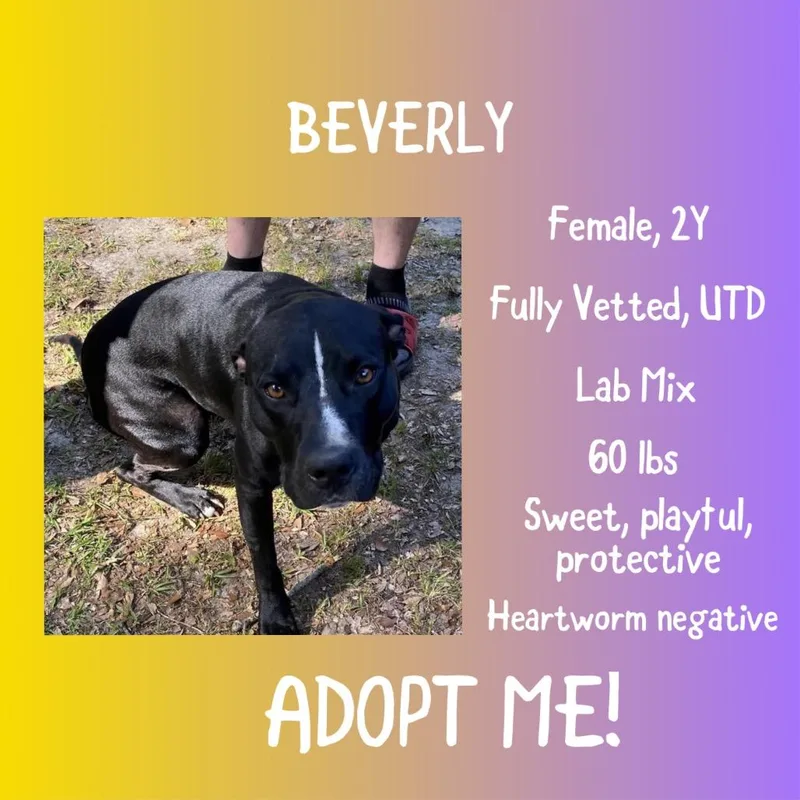 Beverly thumbnail 2