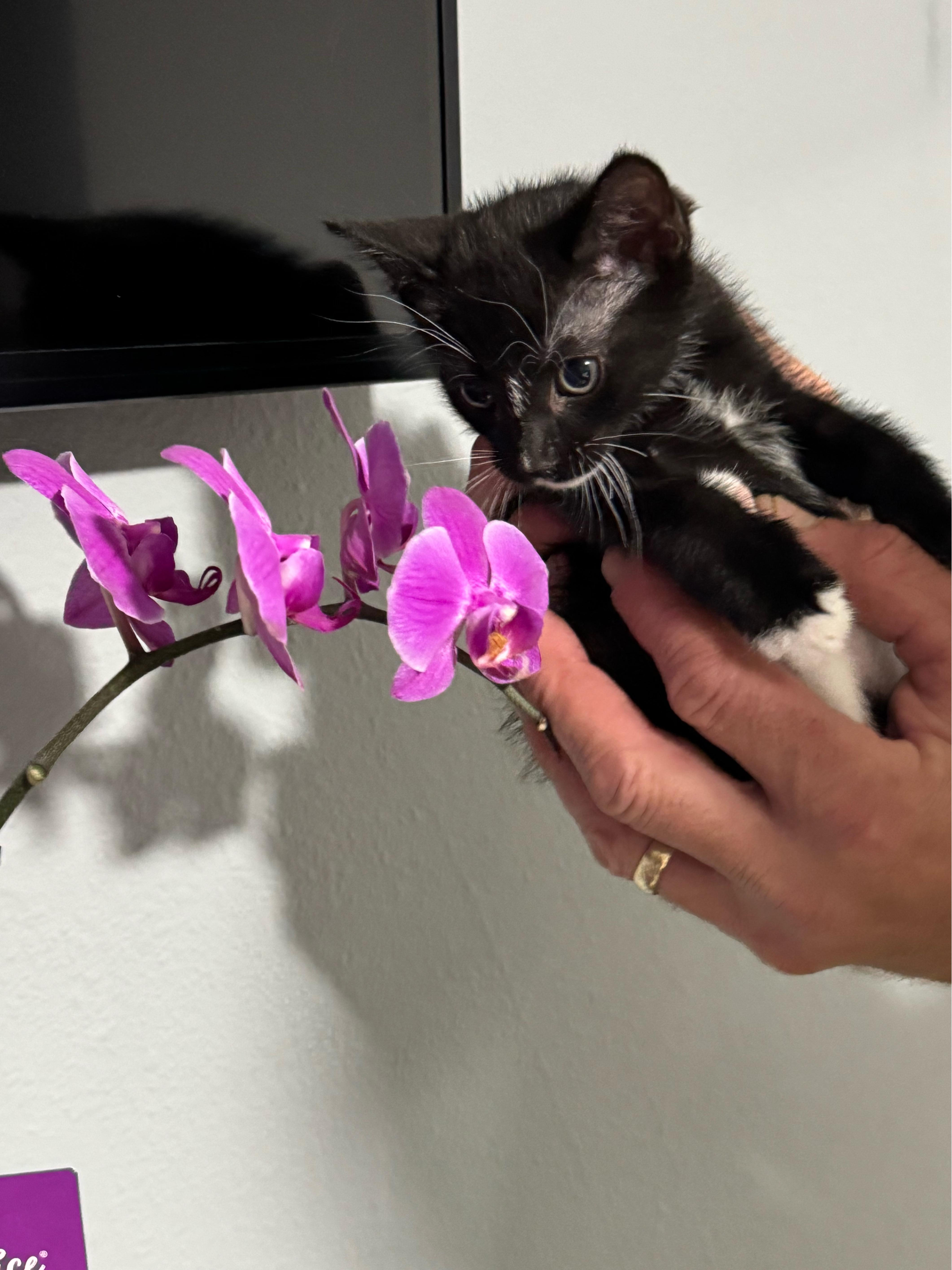 Mr. Fancy thumbnail 2