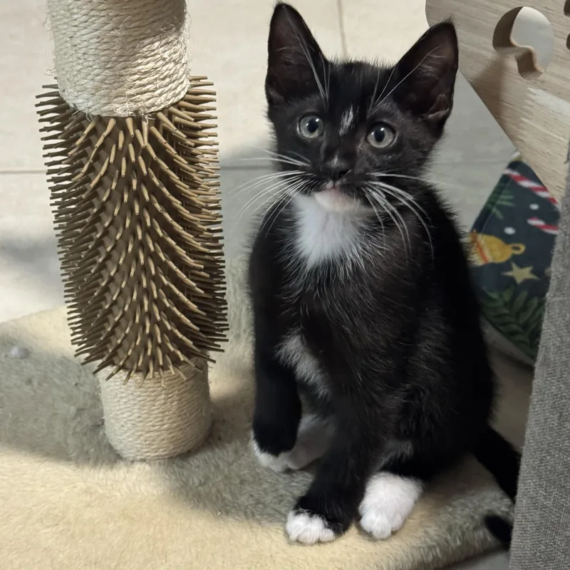 Mr. Fancy thumbnail 3