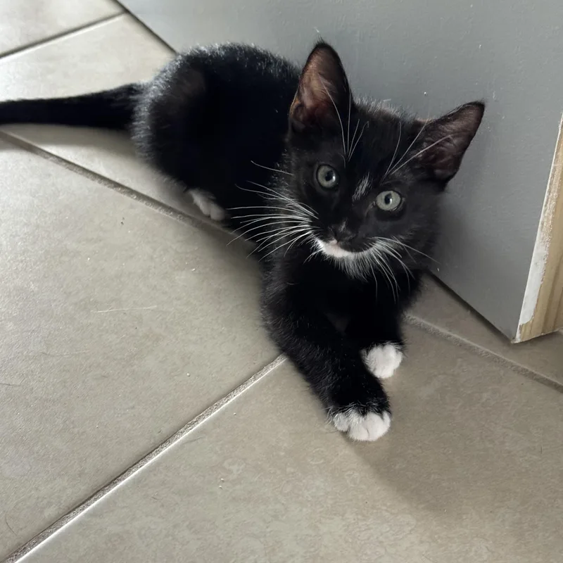 Mr. Fancy thumbnail 4