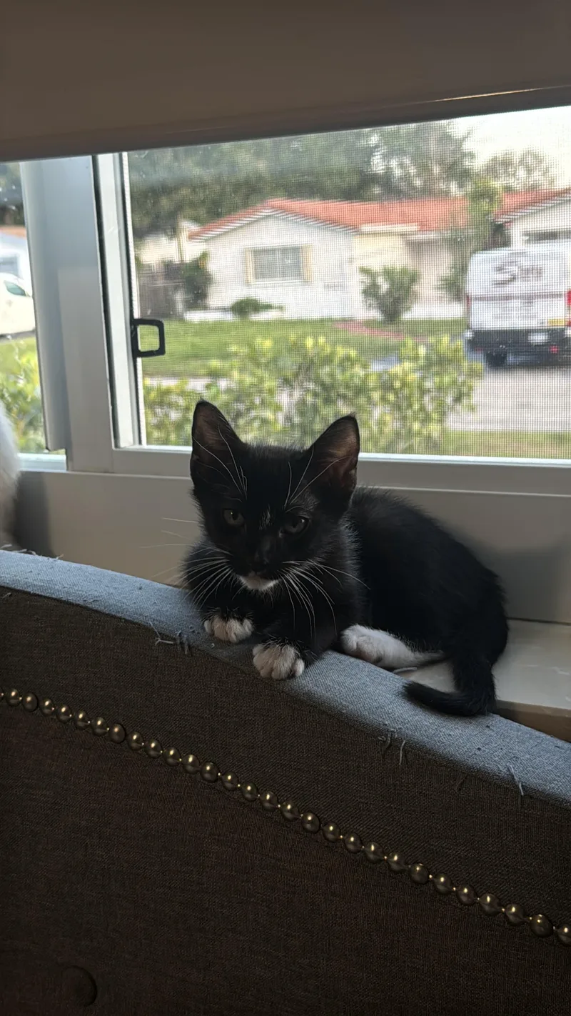 Mr. Fancy thumbnail 5