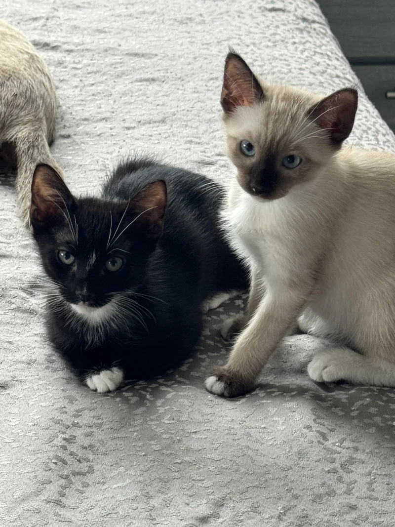 Mr. Fancy thumbnail 6