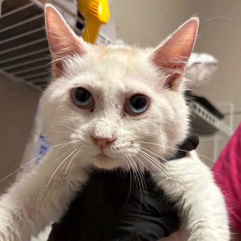 A baby small-sized female White Domestic Short Hair cat named Moon Racer for adoption in Yuma, AZ