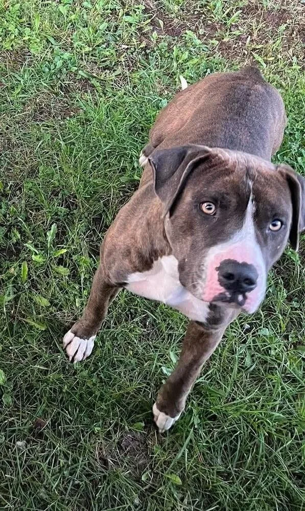 An adult large-sized male Pit Bull Terrier dog named Boulder for adoption in New Lexington, OH