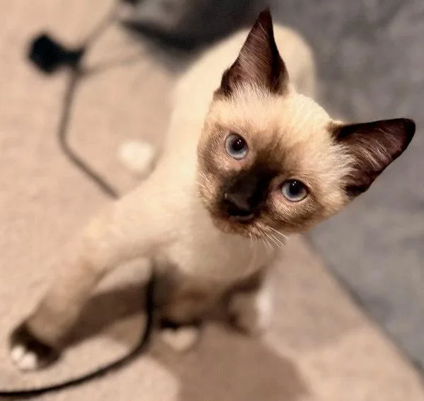 A baby small-sized male Siamese cat named Jalapeno for adoption in Bonsall, CA