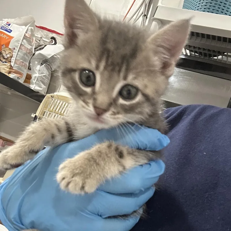 A baby small-sized female Gray / Blue / Silver Domestic Short Hair cat named Jelly for adoption in Newark, NJ