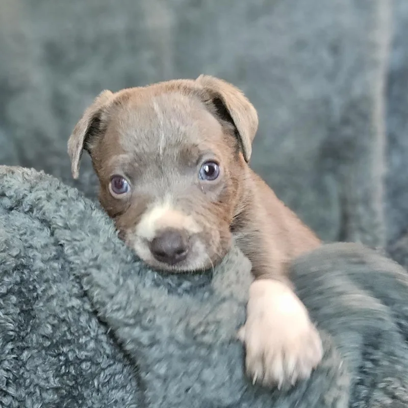 A baby medium-sized male Gray / Blue / Silver Labrador Retriever dog named Goldieloxx Pup Thor for adoption in Fairfax Station, VA