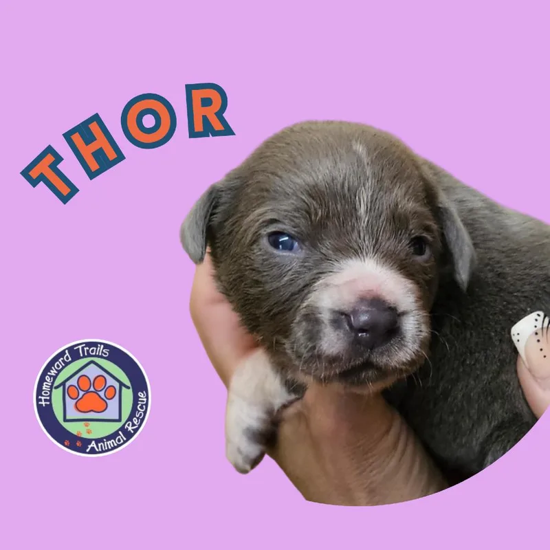 Goldieloxx Pup Thor thumbnail 2