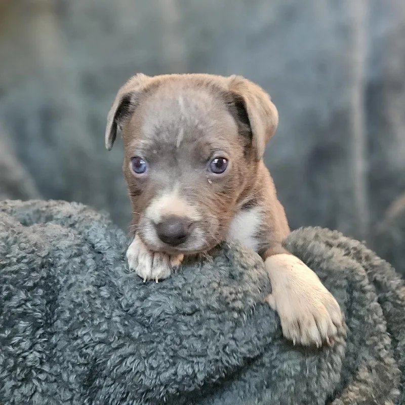 Goldieloxx Pup Thor thumbnail 3