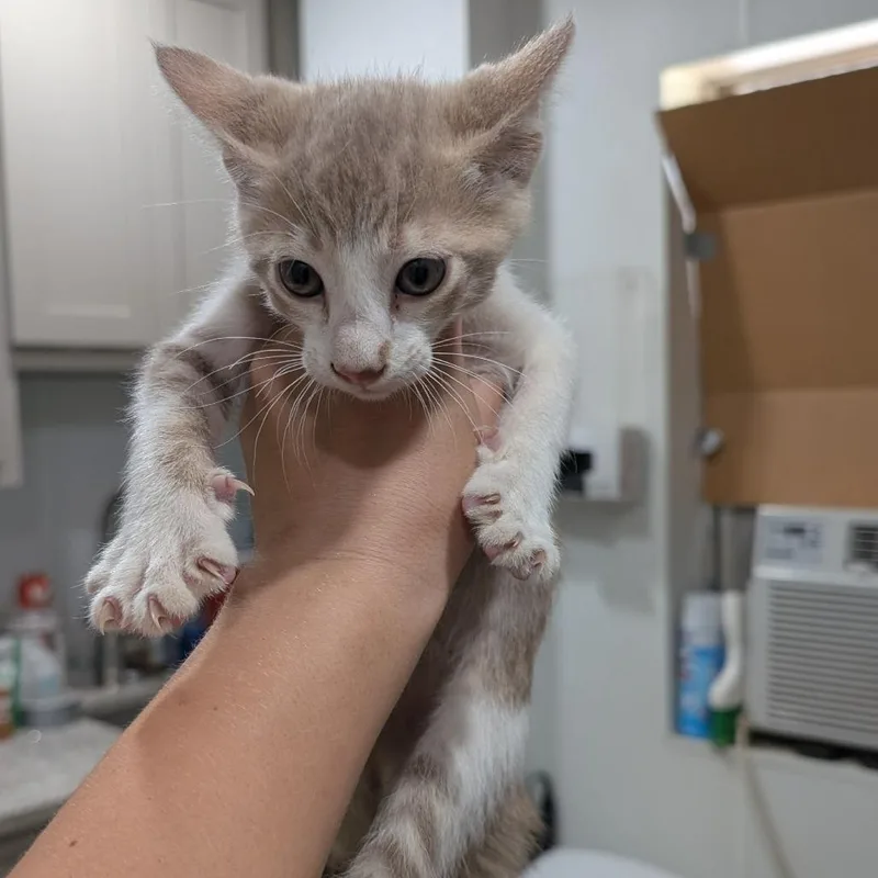 A baby small-sized male Orange / Red Domestic Short Hair cat named Hewey for adoption in Buchanan Dam, TX