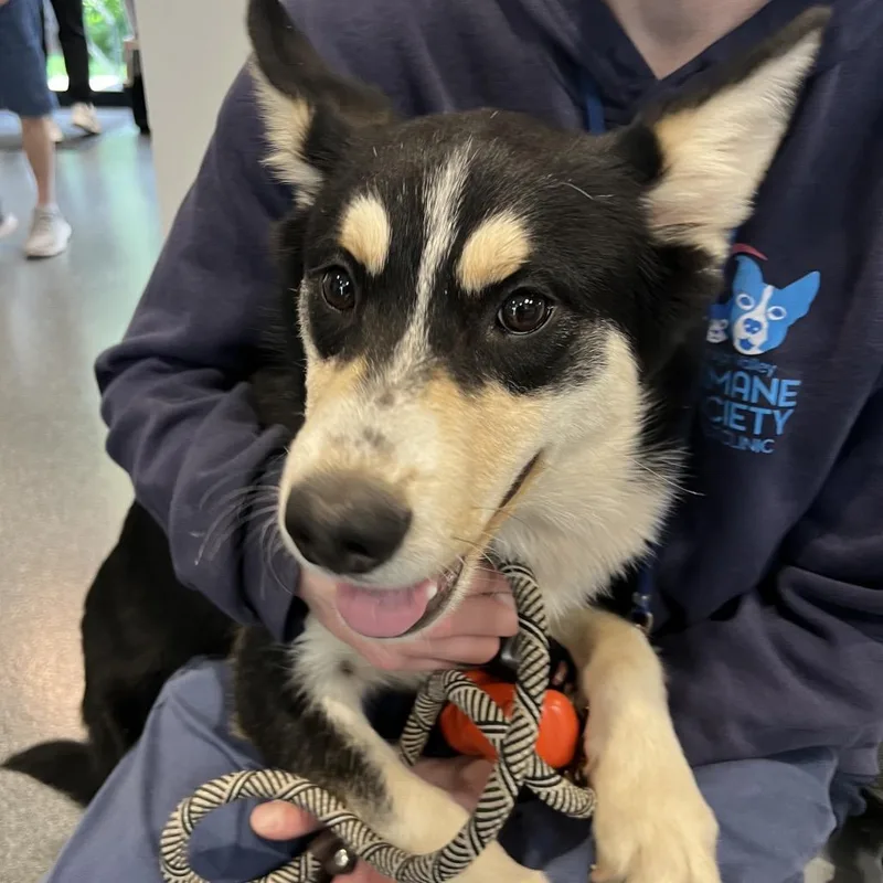 A young medium-sized male Brown / Chocolate Australian Shepherd dog named Pluto for adoption in Allentown, PA