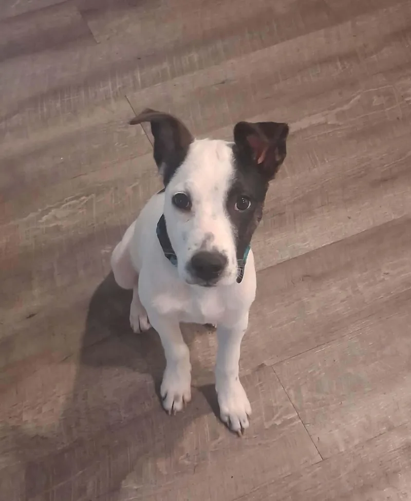 A baby small-sized male White / Cream Parson Russell Terrier dog named Eddie for adoption in South Elgin, IL