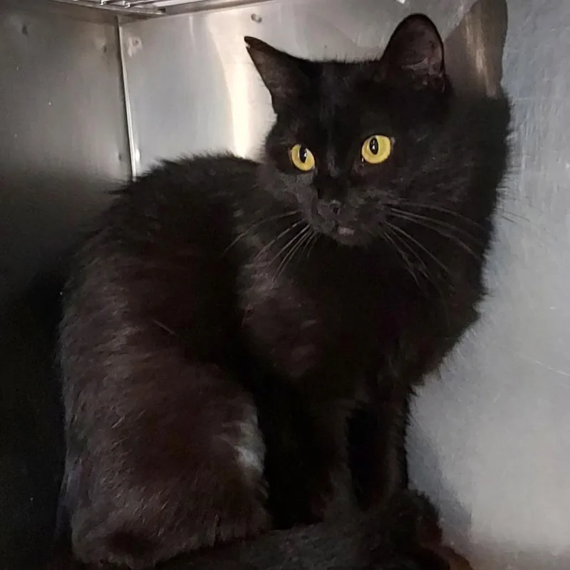 A baby small-sized female Black Domestic Short Hair cat named Madame Violet for adoption in Dayton, OH