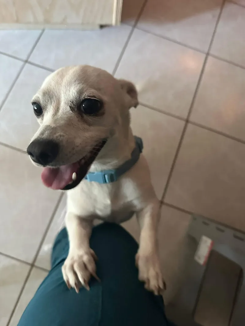 An adult small-sized male Chihuahua dog named Albus for adoption in Elkton, MD