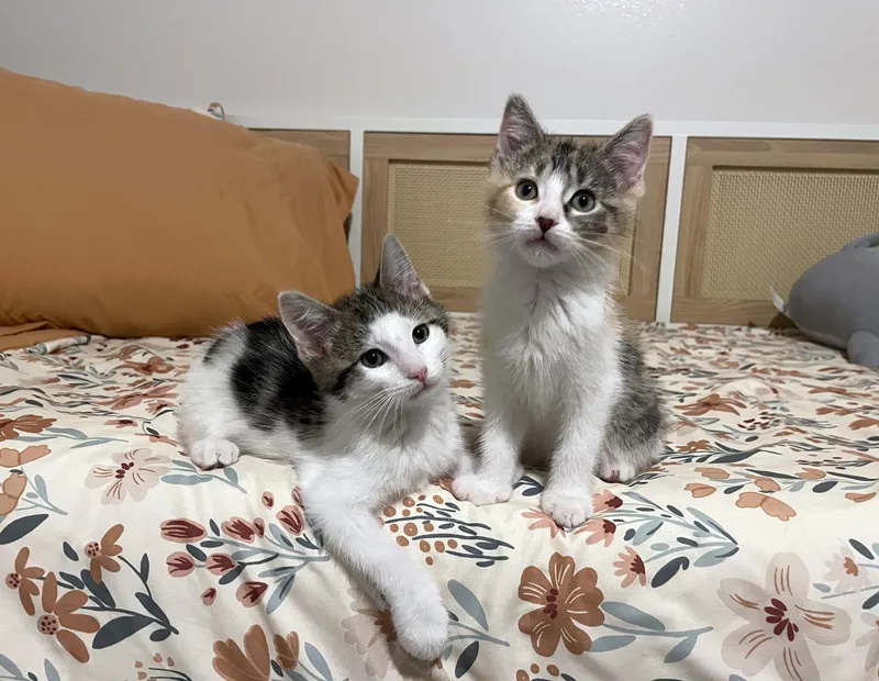 A young medium-sized female Torbie Domestic Short Hair cat named Gidget for adoption in Centerville, UT