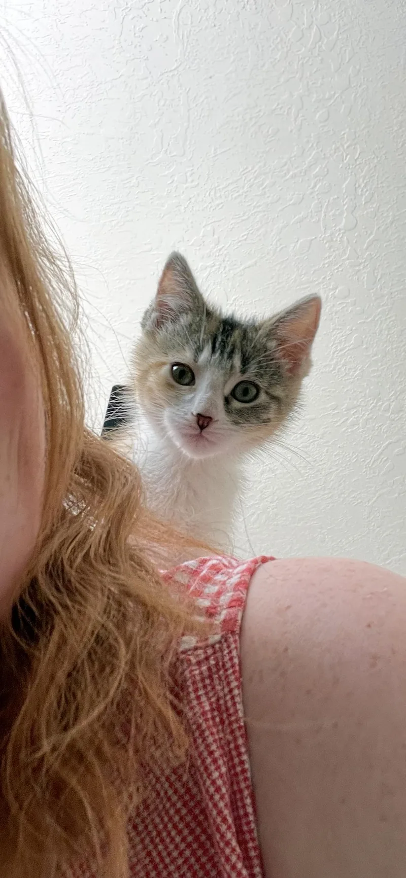 Gidget thumbnail 3