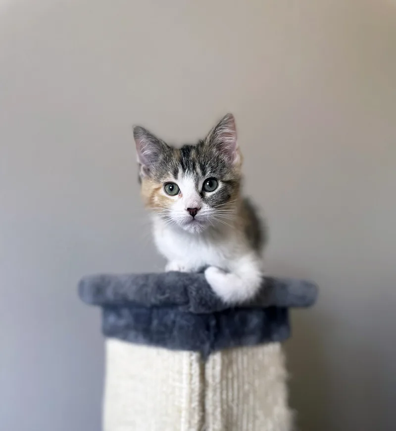 Gidget thumbnail 4