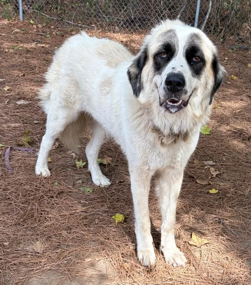 A young large-sized female Great Pyrenees dog named Betty White for adoption in Little Rock, AR
