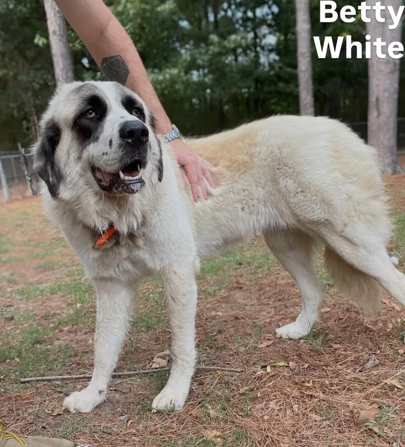 Betty White thumbnail 3