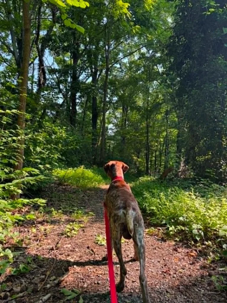 An adult medium-sized male Labrador Retriever dog named Walker for adoption in East Ridge, TN