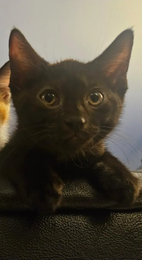 A baby small-sized male Black & White / Tuxedo Domestic Short Hair cat named Apollo for adoption in Chicago, IL