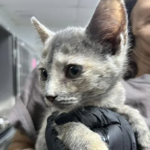 A baby small-sized female Domestic Short Hair cat named Magnolia for adoption in Marble, NC